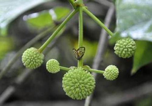 河南中建公司完善制度促工作:火狐电竞官网(图2) 火狐电竞官网