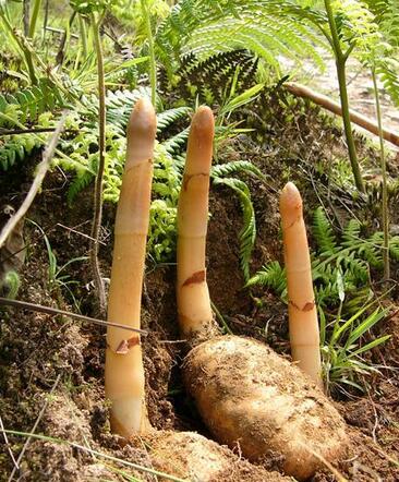 火狐电竞官方网站